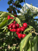 凭仗专业采购曲采及供应链劣势